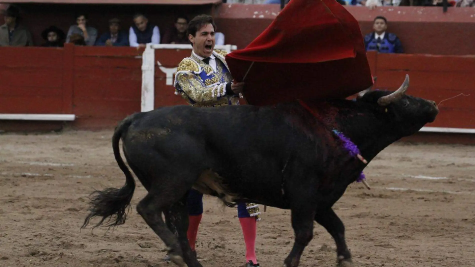 Toros 